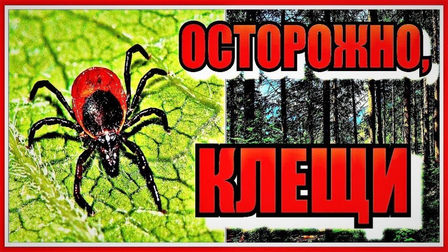 Осторожно, клещи!