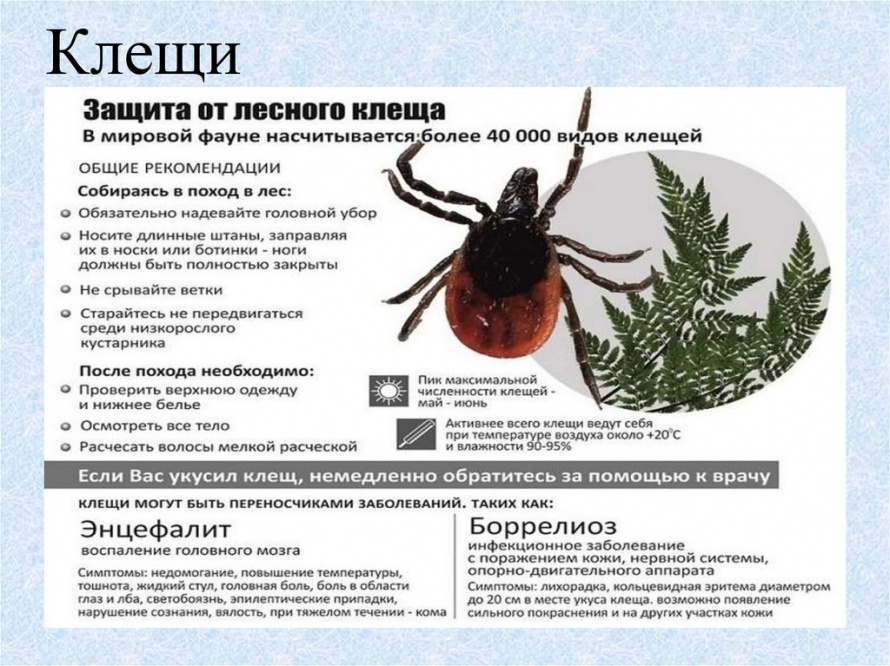 Защита от лесного клеща