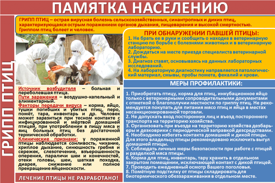 Памятка населению "Грипп птиц"